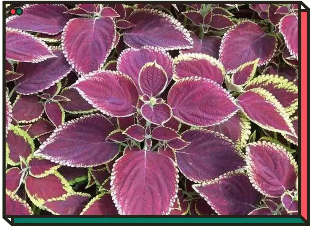 镇定舒缓消炎的护肤品,消炎镇静舒缓祛痘的水乳