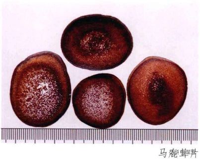 鹿茸造假事件,鹿茸造假手段有哪些