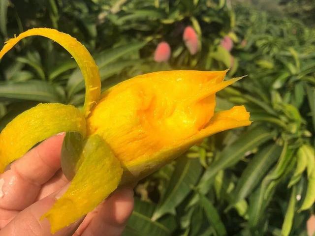金煌芒果熟到什么程度好吃,金煌芒芒果什么样就熟了