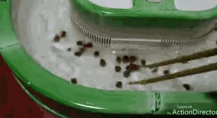 咖喱刨冰是什么鬼？跟着冰之女王了解2019进击的日式刨冰