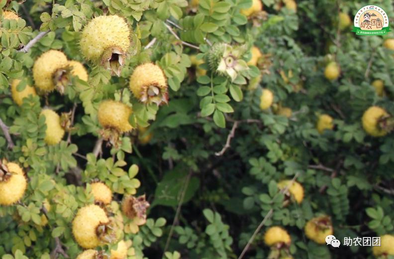 助农团团丨刺梨产业巡礼⑨：“刺梨上市，太医无事”，天然刺梨维C王