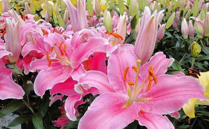 香水百合怎么养图片视频讲解,香水百合开花阳台弥漫花香