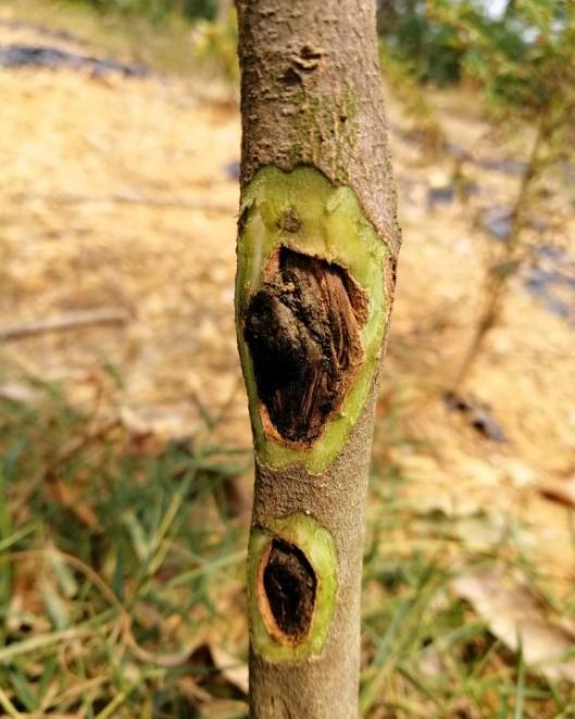 什么树一直流胶,农村这种树80元一斤都买不到