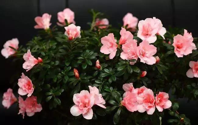 寻找失踪的学者为什么找不到,寻找消失的学者在哪