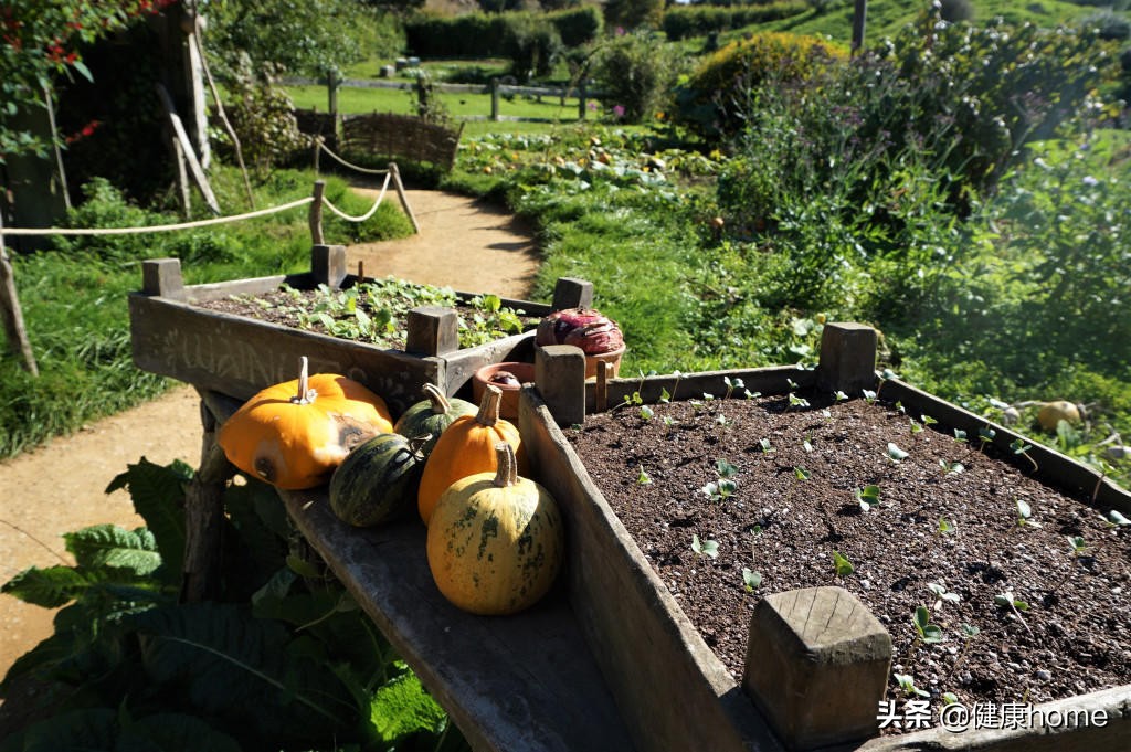 新西兰霍比特人村攻略,新西兰霍比特蓝泉一日游