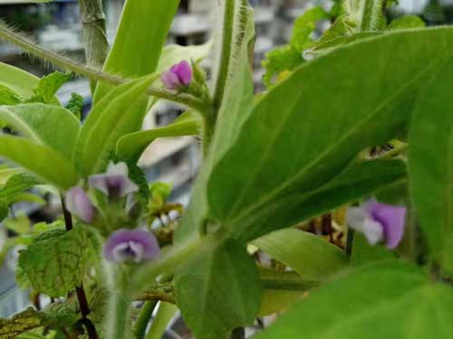 水杨酸的美容功效与作用,美容护肤品的成分与功效