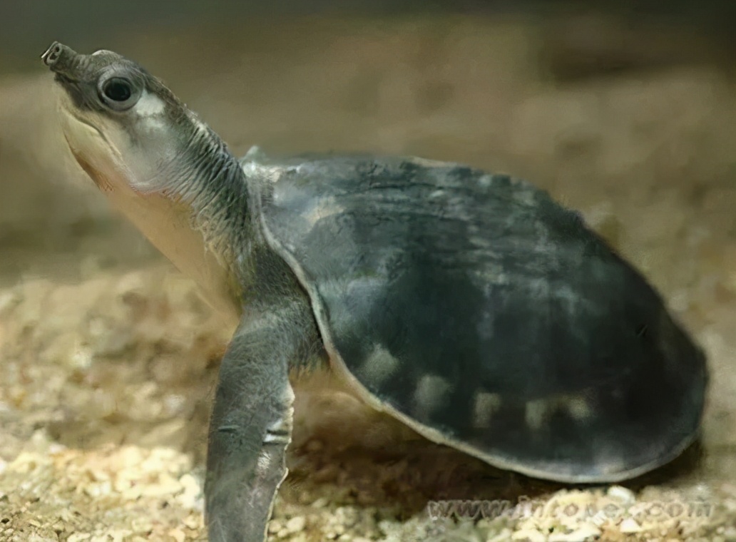 龟类大百科,大眼睛龟类