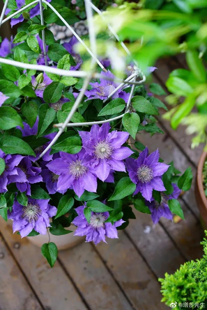 藤本植物皇后铁线莲,藤本皇后铁线莲品种