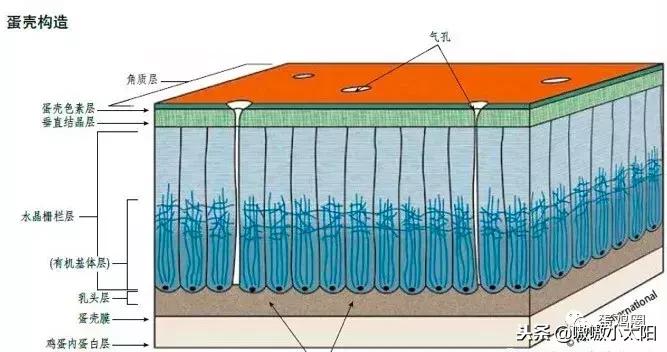 蛋壳是如何形成的?破蛋、软蛋多是咋回事?