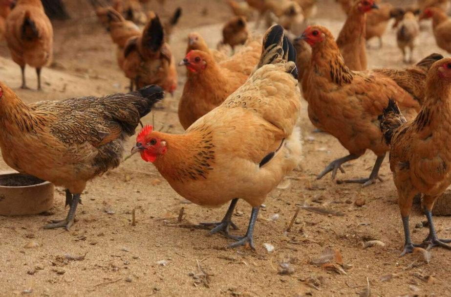 小伙搞蛋鸡养殖走上致富路,蛋鸡养殖致富商机