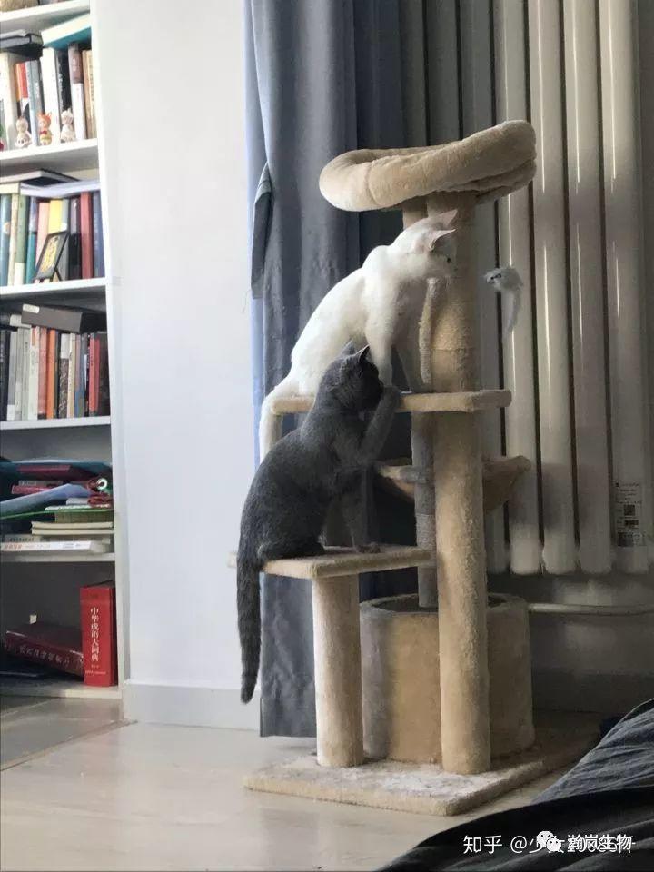 养品种猫的好处,土猫可以和品种猫配吗