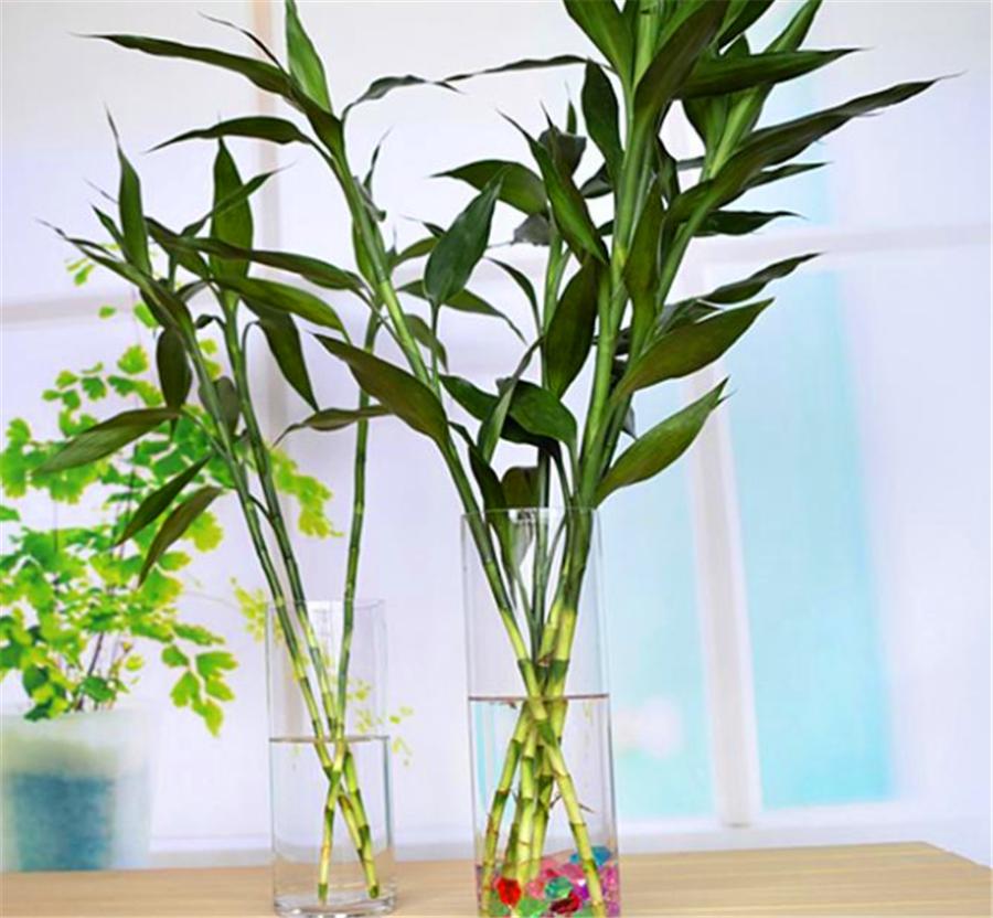 水培富贵竹叶片变黄有斑点,富贵竹水培叶发黄可以用螯合铁吗