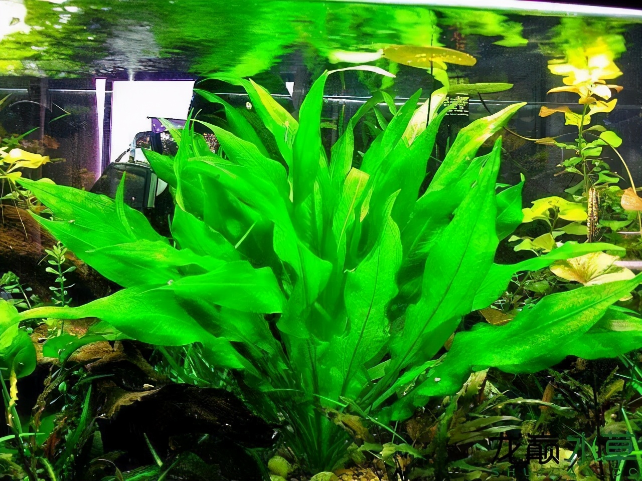 鱼缸养什么水草好养能净化水质,适合新手在鱼缸中养殖的水草