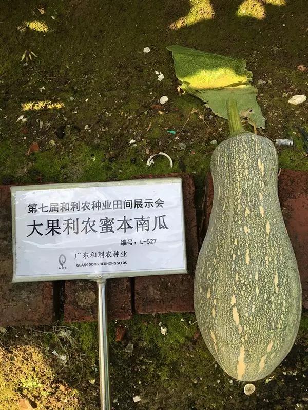 菜瓜的病害图片,南瓜常见病的管理和预防