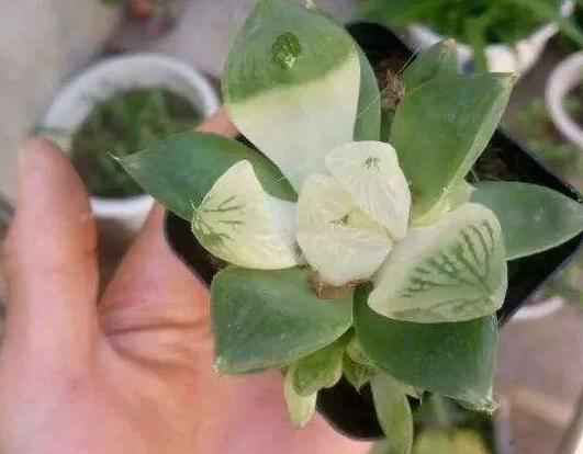 多肉怎么养才能出锦,什么是多肉锦化