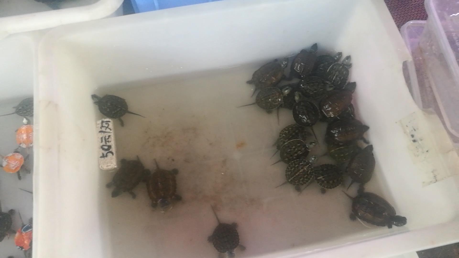 北京十里河鱼市,都说它拆了,我却看到了综合性的水族市场