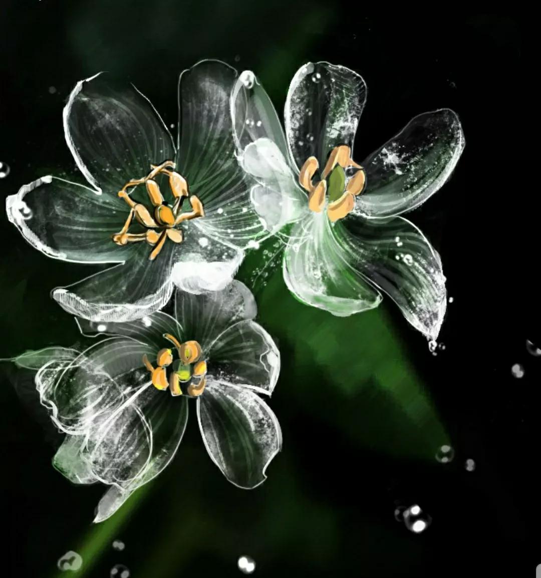 神秘变色花：一下雨就隐形又透明，芳踪难觅！和你捉迷藏的美人花