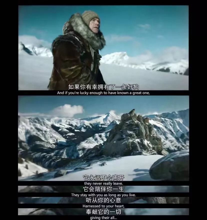 可怕的恶犬电影,伤害小狗电影