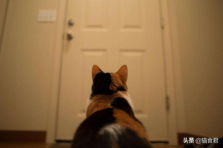 劝养猫的人别养两只猫,劝养猫的朋友都别养两只猫