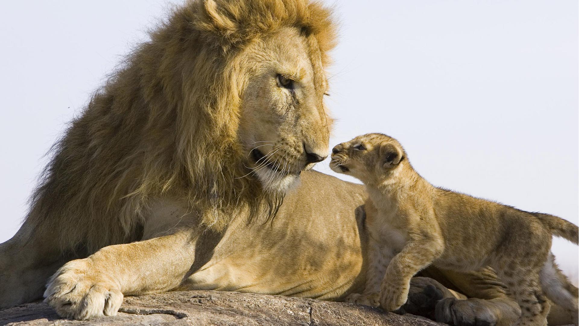 马赛人单挑非洲雄狮,狮子为啥惧怕马赛人