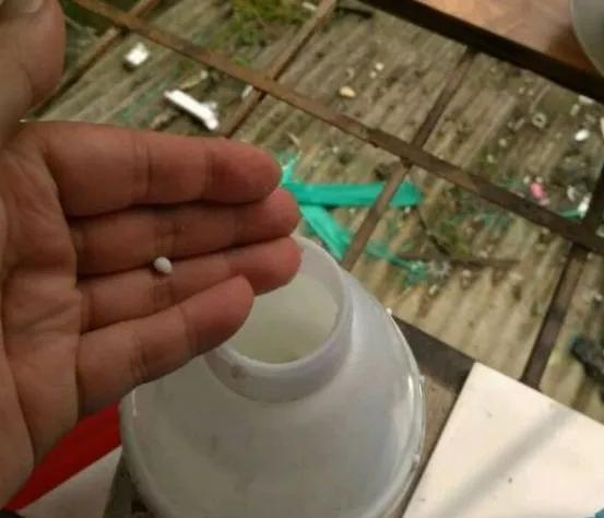 绿萝最爱的4种东西,四种让绿萝疯长的东西