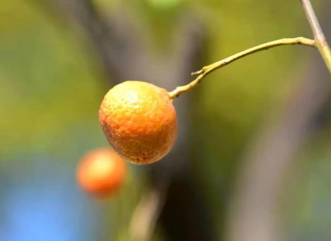 登封少林寺冬日,冬日登封龙山