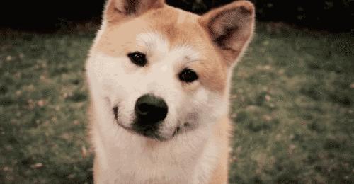 狗狗也有忧郁症,狗狗是否也会患上忧郁症