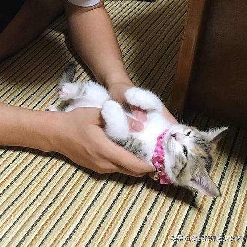 撸猫三招,撸猫三步法