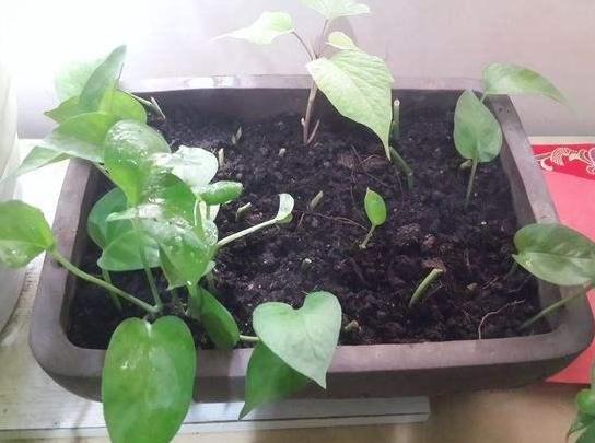 绿萝怎样施肥可以枝繁叶茂,绿萝施肥绿萝怎么养才能更旺盛