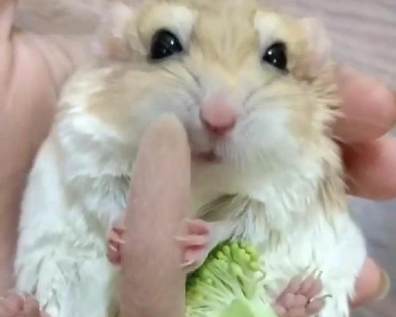 仓鼠中最好养活的几种仓鼠,最容易养的宠物仓鼠