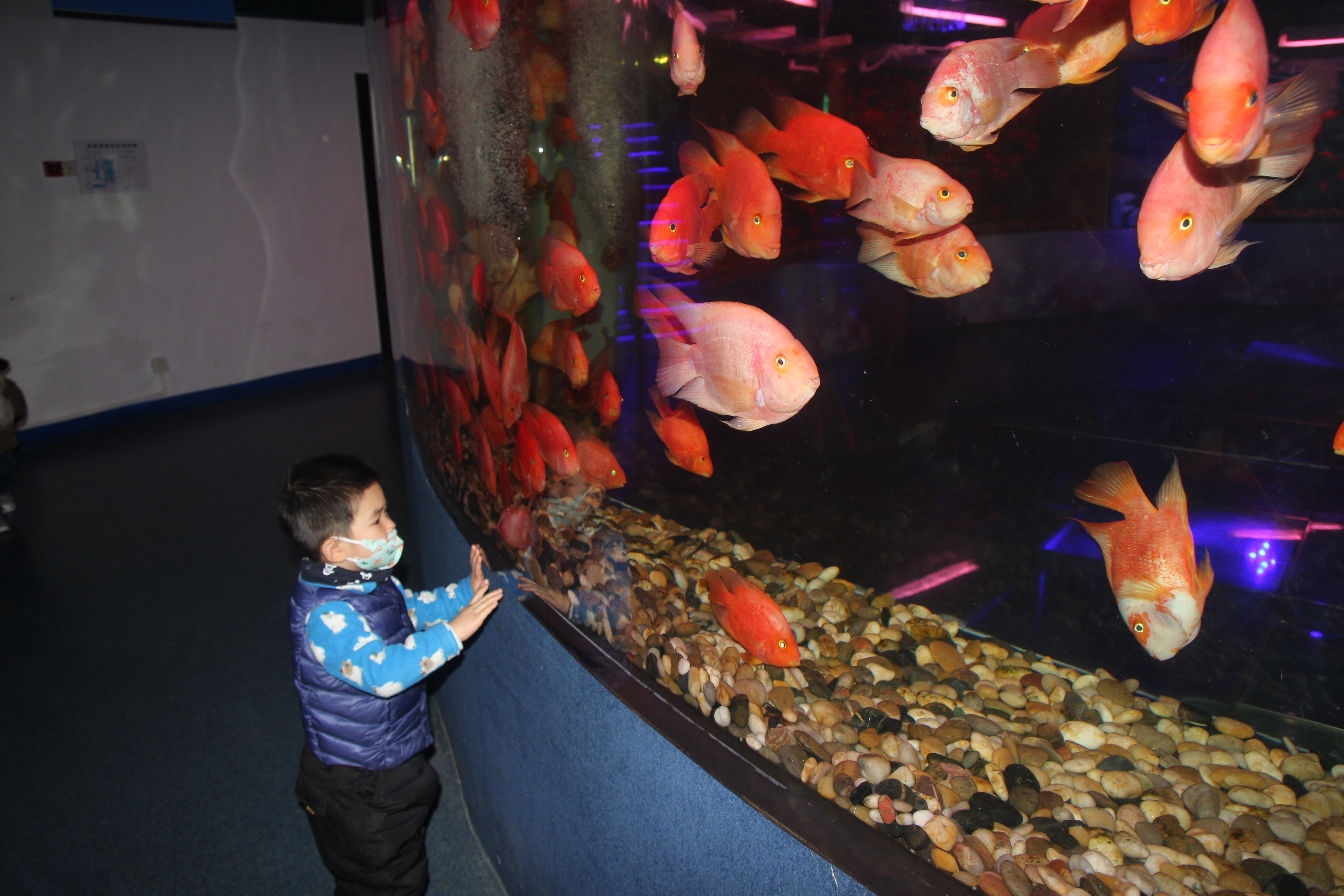 太平洋海洋馆和北京海洋馆哪个好,北京海洋馆海底通道游记