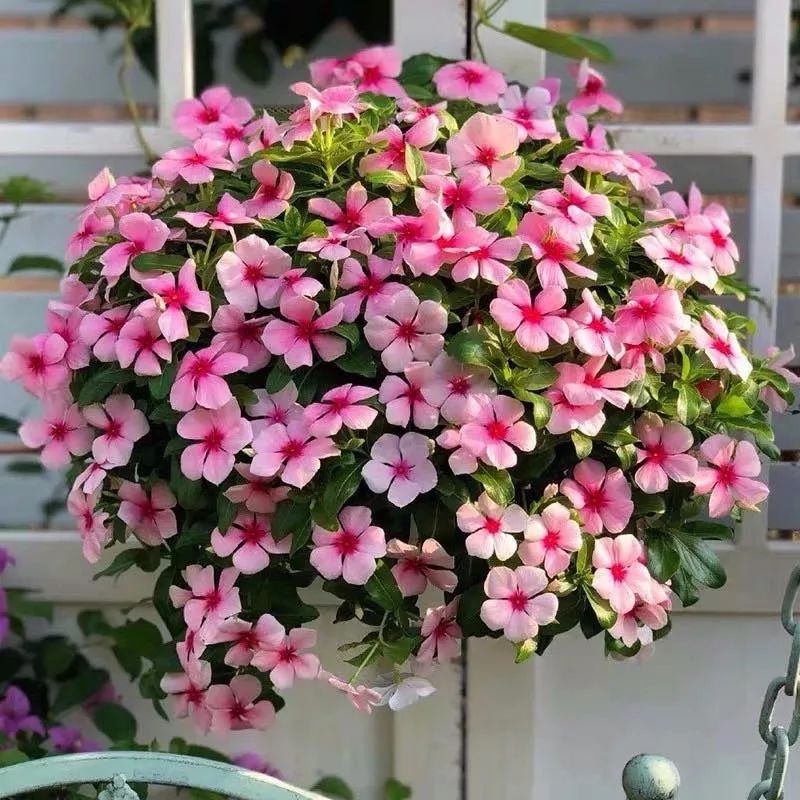 哪些花是开花机器,开花最香最好看繁殖能力还强的花