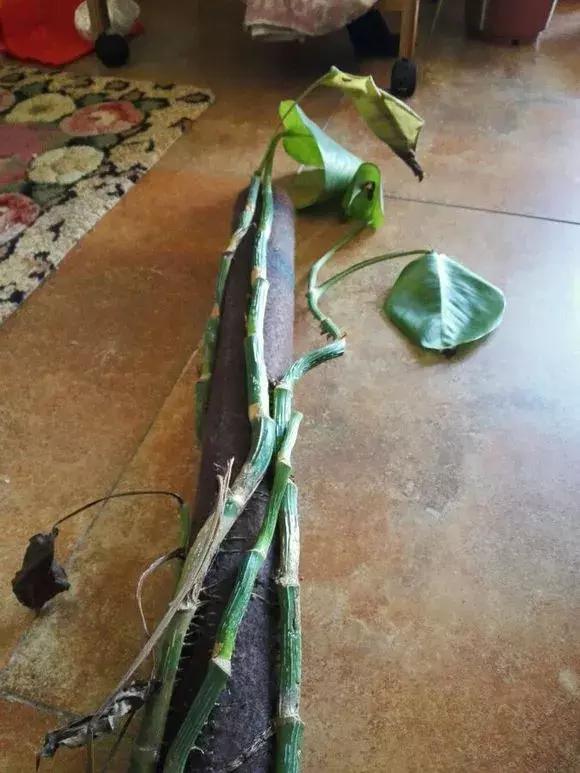 倒垃圾时捡一盆绿萝,被丢弃的一盆绿萝