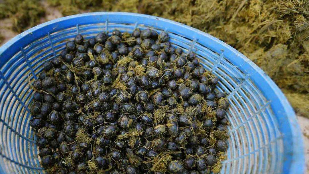 猫屎咖啡特别贵,猫屎咖啡与象屎咖啡的价格