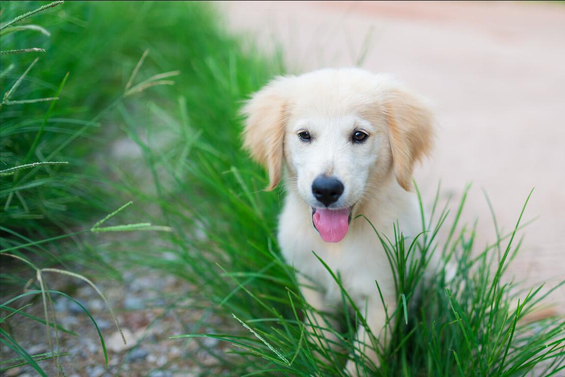 金毛很瘦怎么办,我家金毛狗狗有点瘦怎么办