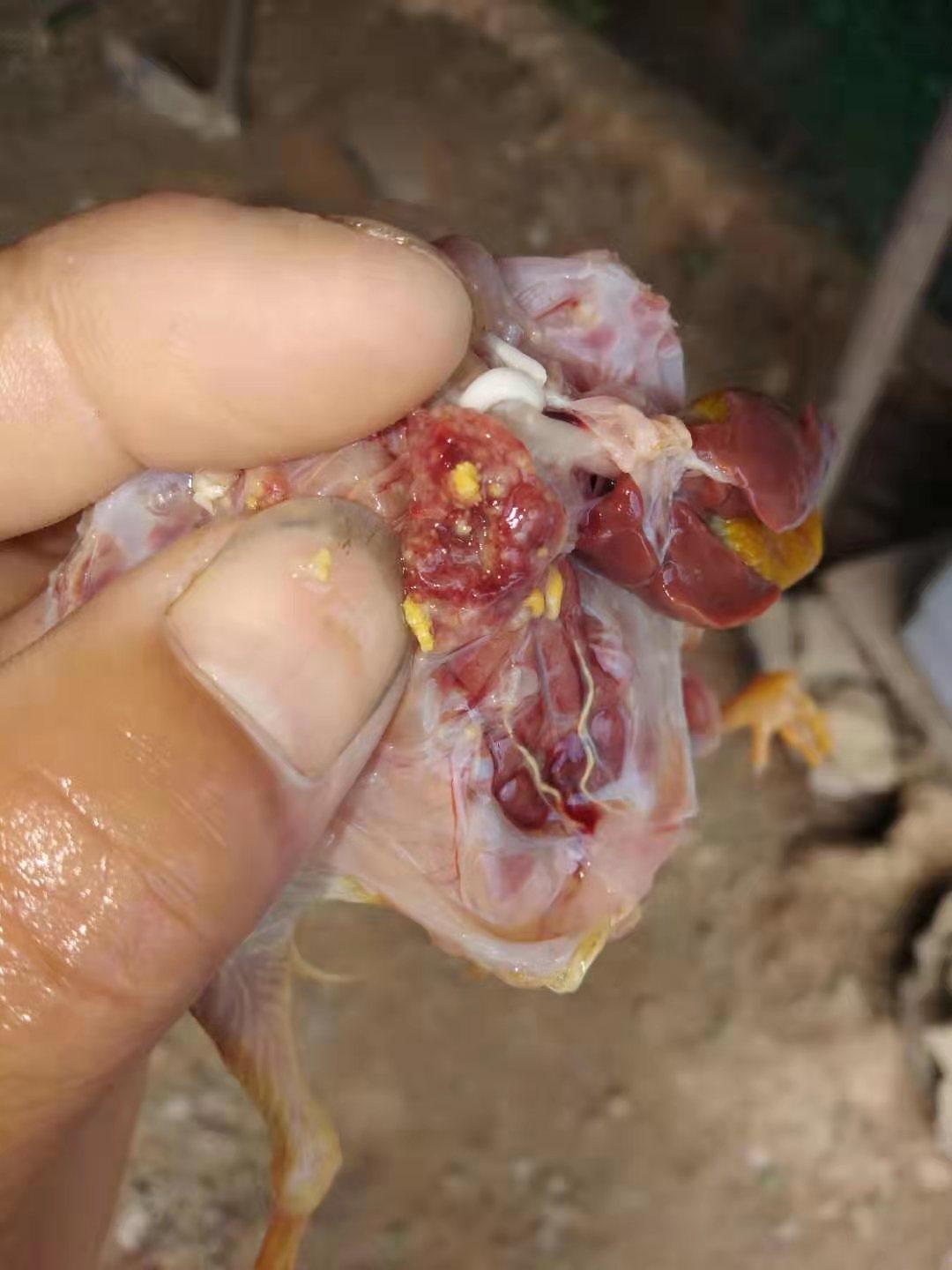 霉菌性炎症治疗经验,霉菌感染怎么治疗医问医答