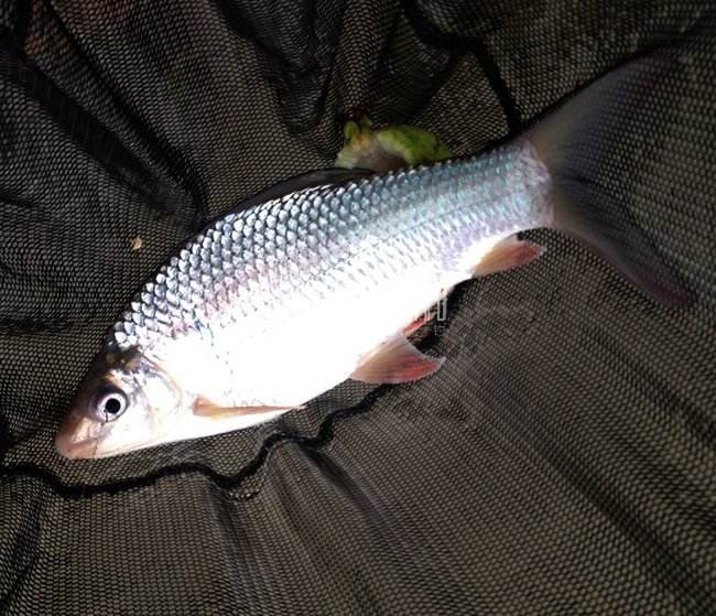 钓土鲮的正确方法与技巧,土鲮垂钓技巧及调漂