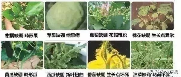 膨果增产美果增甜,膨果增产的正确方法
