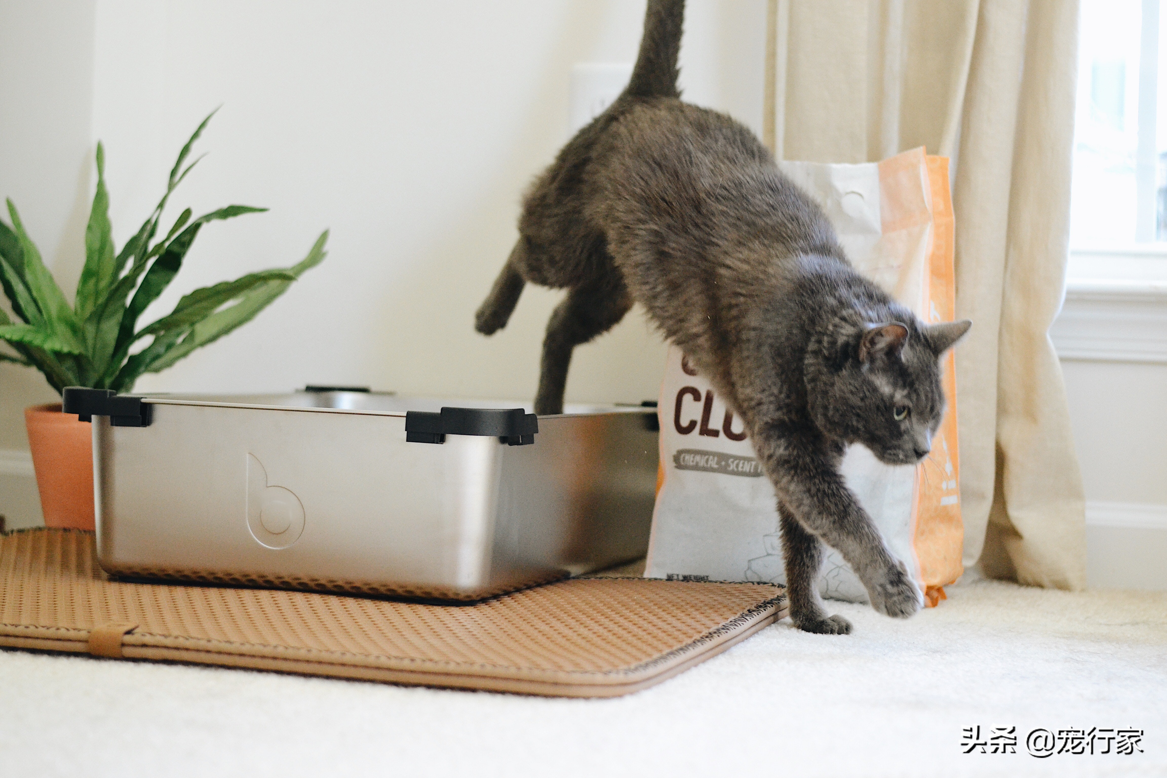 猫咪粑粑超级臭,猫咪粑粑臭有什么办法可以解决