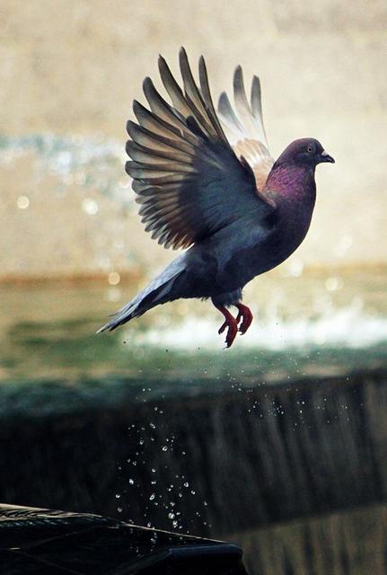 三鸽必有一鹞,三鸽出一鹞三虎出一豹