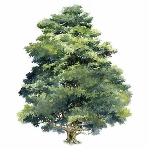 十种不同树叶的画法,五种不同树木的画法简单的