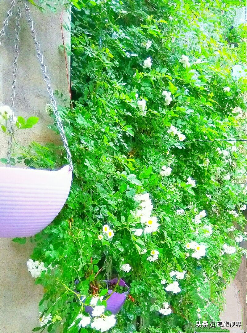 封城日记*一餐饭