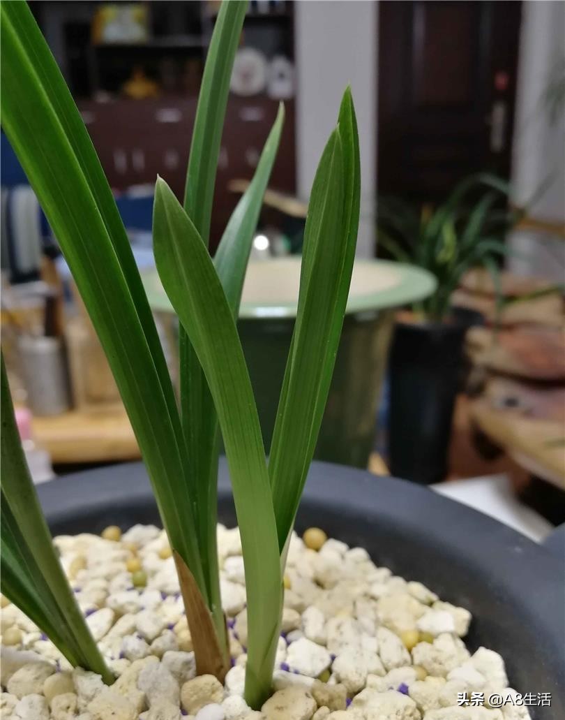 春兰姜氏荷兰名品欣赏,姜氏荷兰花春兰