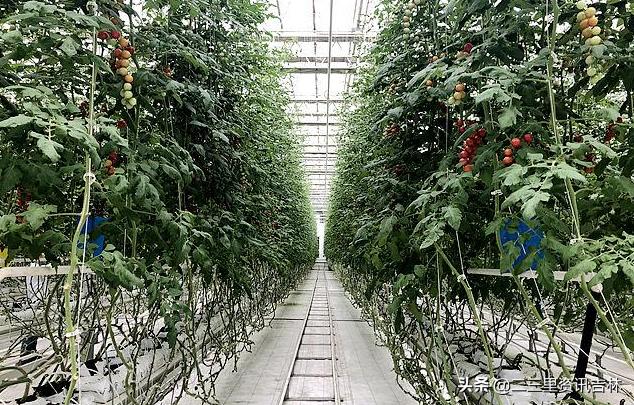 不用土！不需要阳光！吉林市这家植物工厂成标杆了