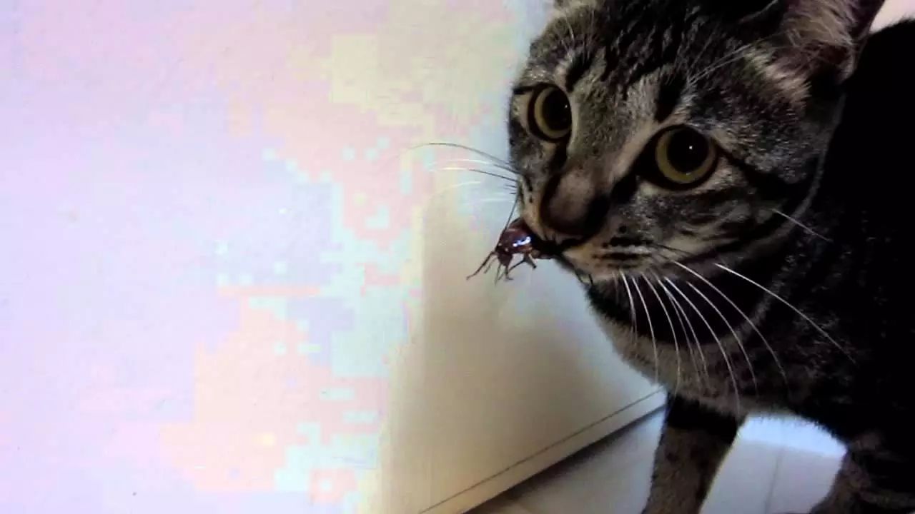 猫咪为啥吃虫子,猫咪为什么吃虫子