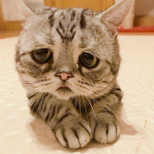 猫咪不爱喝水怎么办能喝羊奶吗,猫咪不爱喝水喝羊奶粉有用吗