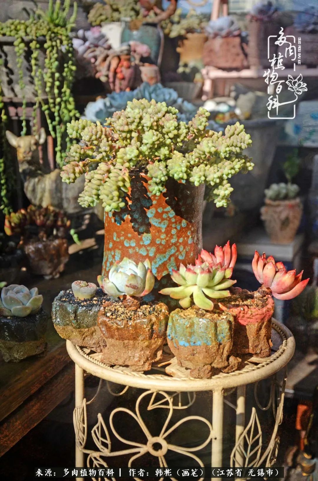 听音乐赏多肉,听音乐赏花赏美景