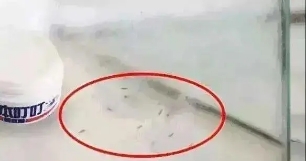 全网狂销10万盒的变态驱蚊香薰不到40块!薇娅:让你睡得更香