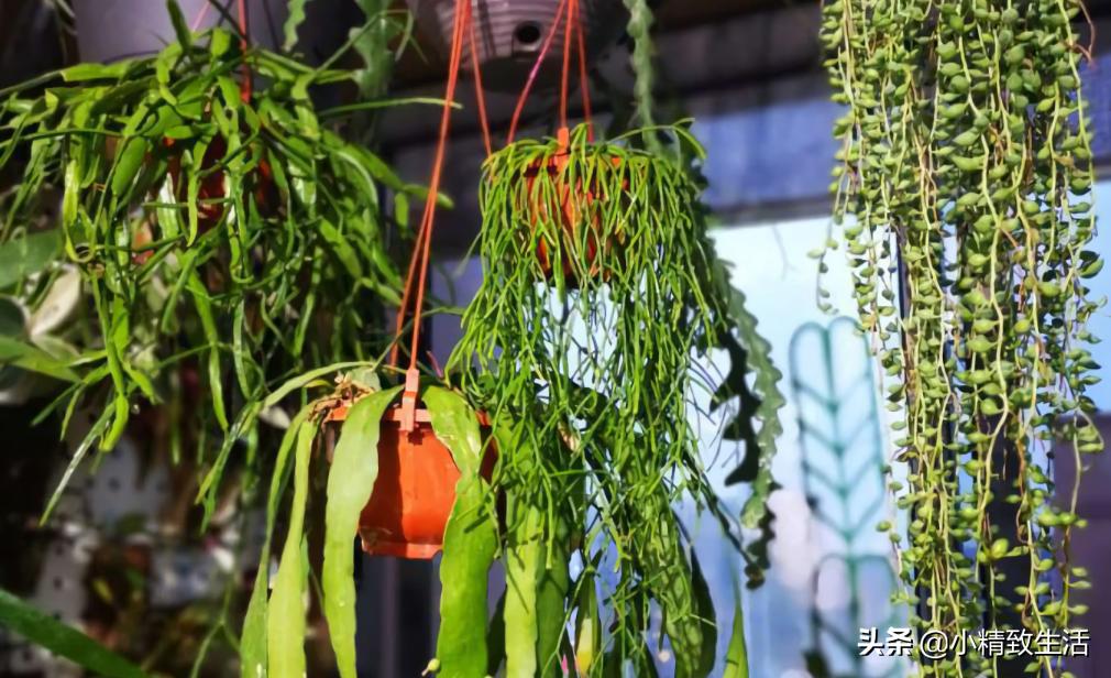 适合阳台养的10种多肉,多肉植物悬挂盆栽