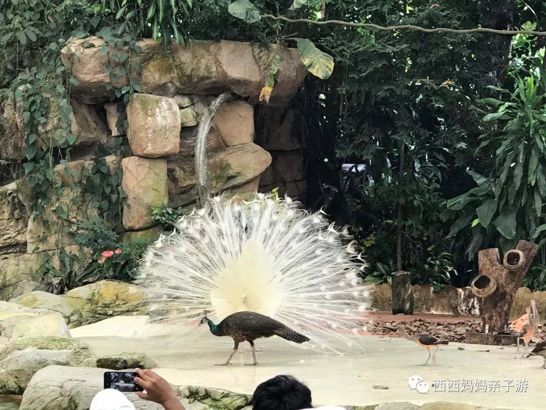新加坡一天来回马来西亚乐高乐园,乐高马来西亚旅游记